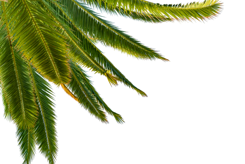 Top Left Palm Leaf